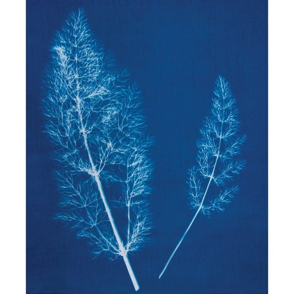 Jacquard CYANOTYPE SET- Photographic art prints with sunlight