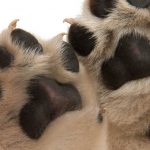 Sculpey Keepsake paw to capture your dog’s footprints