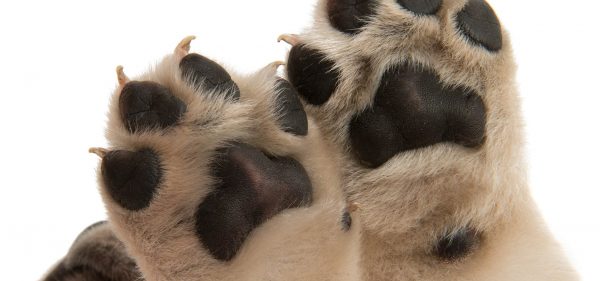 Sculpey Keepsake paw to capture your dog's footprints